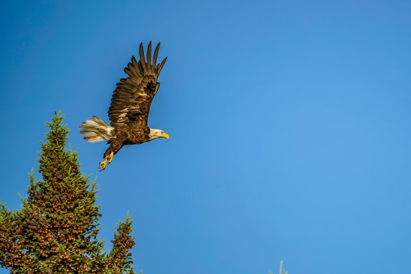 Nature 0703canada 31