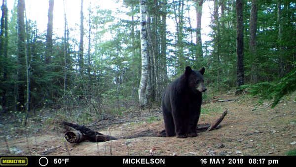 Bear hunting MFDC0659