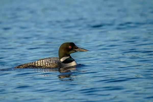 Nature 0703canada 44