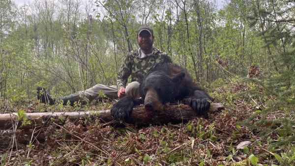 Bear hunting IMG 2427