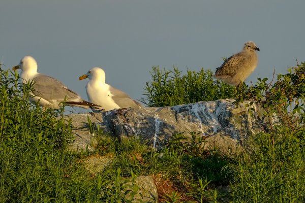 Nature 0703canada 68