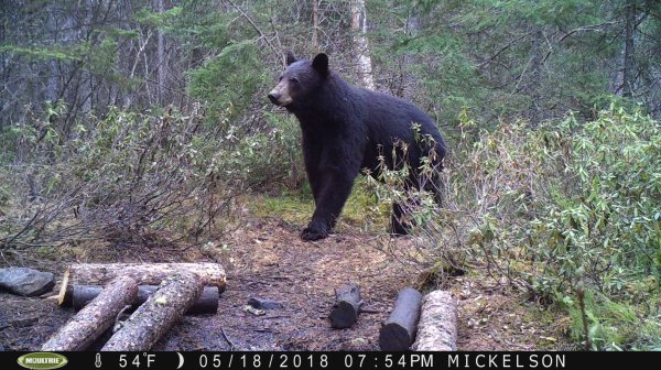 Bear hunting 5 21 18