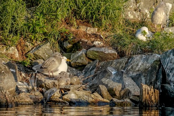 Nature 0703canada 59